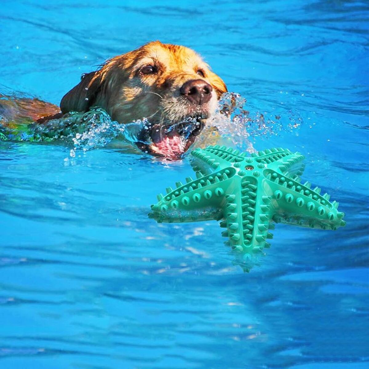 Dog Toys For Large Dogs Tooth Cleaning Chew Funny Interactive Training Starfish Toy Accessories Squeaky Toys TPR Toys - Mijn winkel