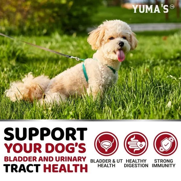 Dog UTI Treatment 170 Treats Cranberry Supplement For Dogs Bladder Control For Dogs - Mijn winkel