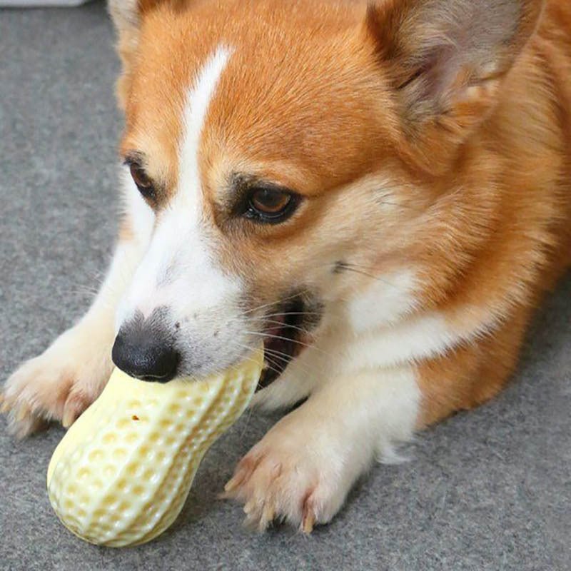 Funny Pet Dog Squeaky Toys For Small Middle Dogs Bite Resistant Puppy Cat Dogs Toys Pets Rubber Peanut Clean Tooth Chew Toy - Mijn winkel