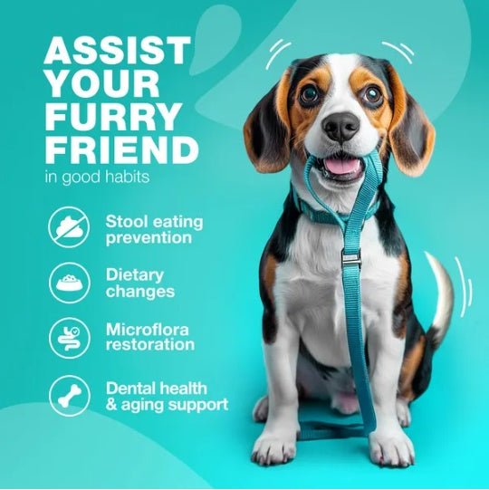 No Poo Chews For Dogs Coprophagia Deterrent For Dogs Forbid For Dogs Stool Eating Deterrent Dog Probiotics For Digestive Health Digestive Gut Immune Health Treats No Poop Eating For Dogs - Mijn winkel
